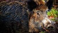 prase animal-6903911 1280